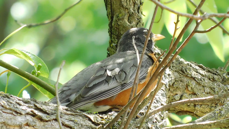 A Singing Robin